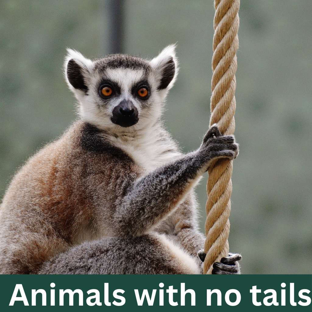 Animals with no tails