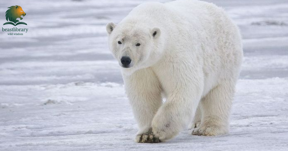 Animals with thick fur