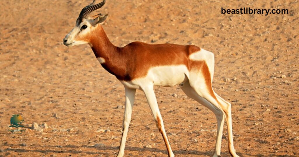 Antelpo - animal with hooves