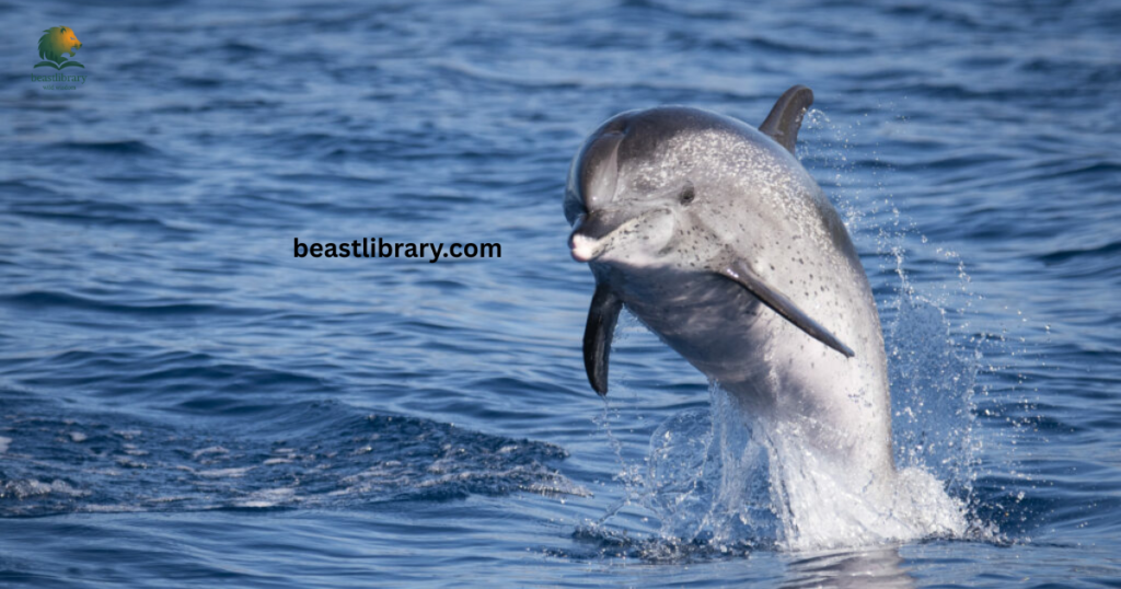 Atlantic Spotted Dolphin