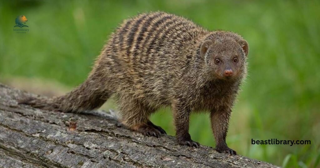 Banded Mongoose striped animal