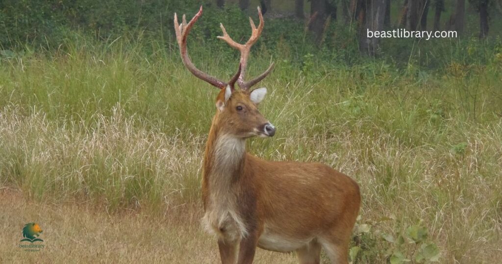 Barasingha- Animals with Antlers