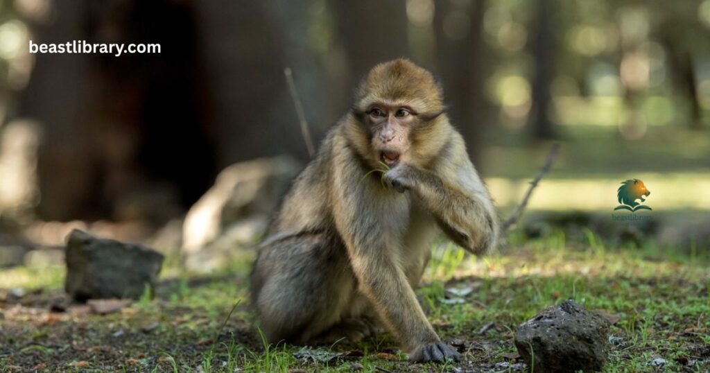 Barbary Macaques - animals without tail