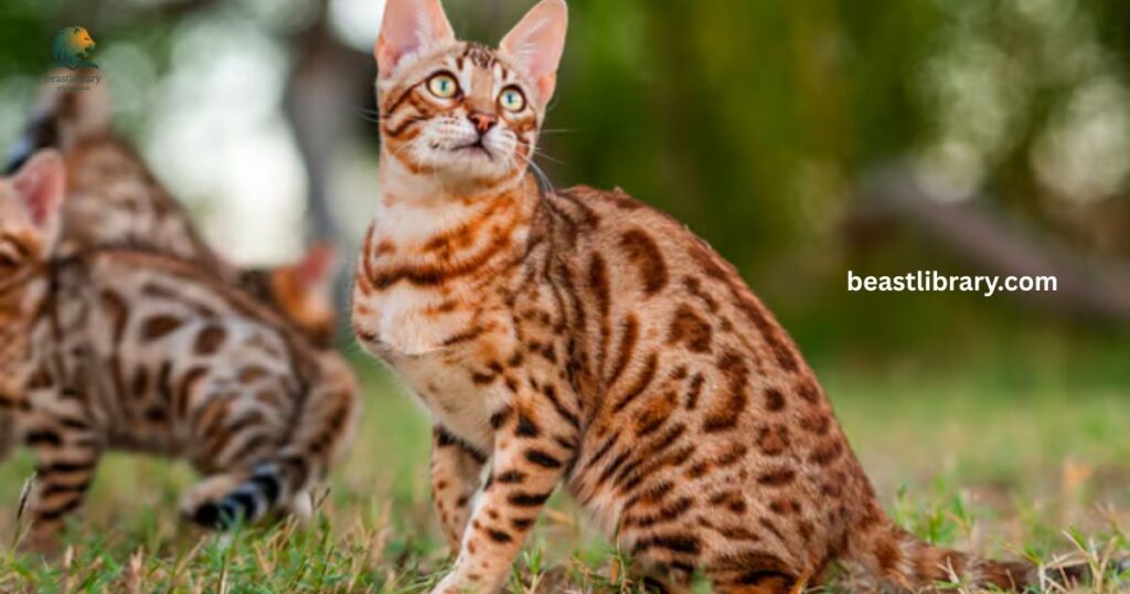 Bengal Cat (Wild Type) striped animal