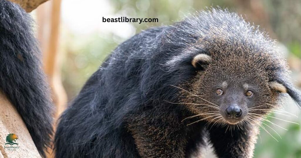 Binturong -  bearcat curled tail mammal