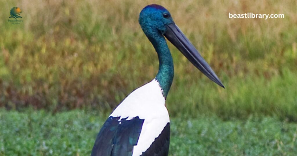 Black-necked Stork long neck
