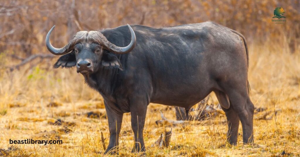 Buffalo - hoofed animal