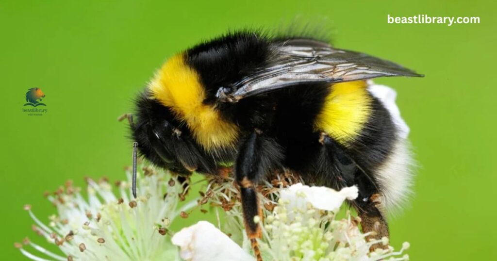  Bumblebee striped animal with black and yellow spots
