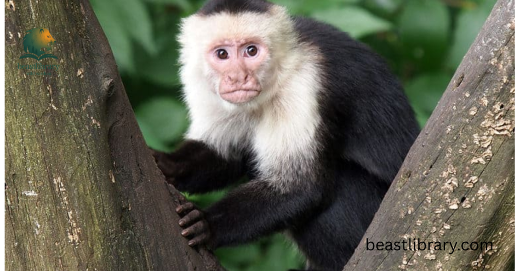  Capuchin Monkey