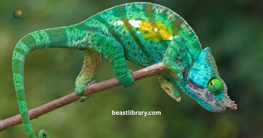 Chameleon curled tail animal