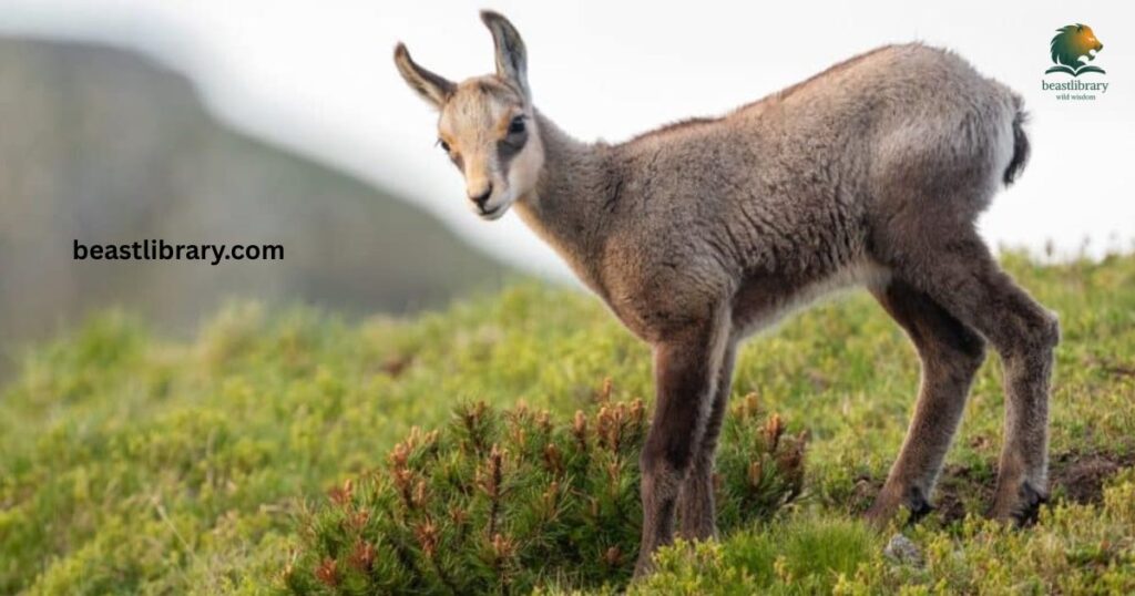 Chamois