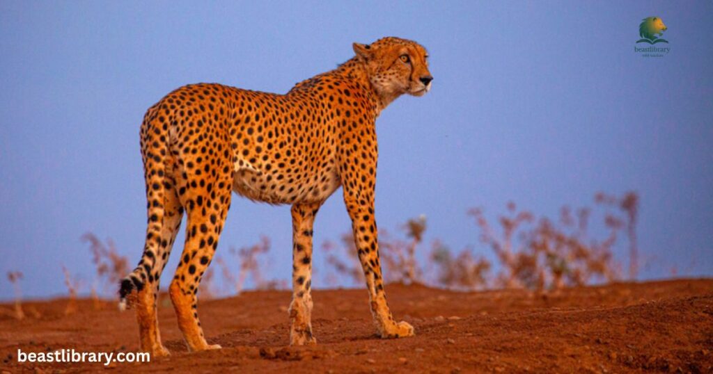  Cheetah spotted savanna animal