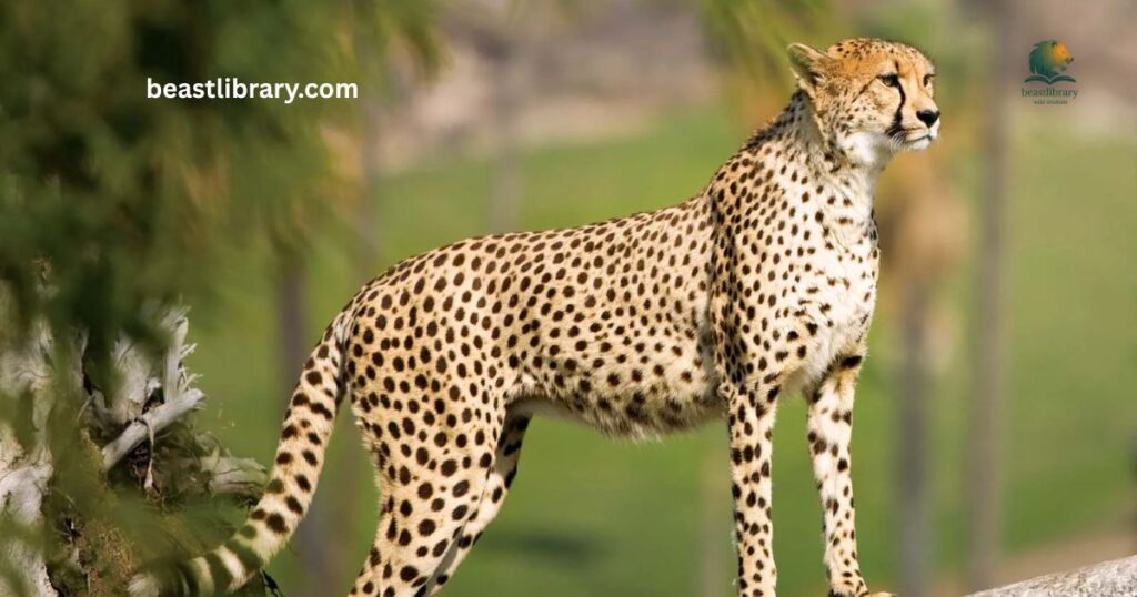 Cheetah- Animals with spots