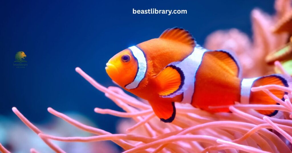 Clownfish small orange white aquatic striped animal