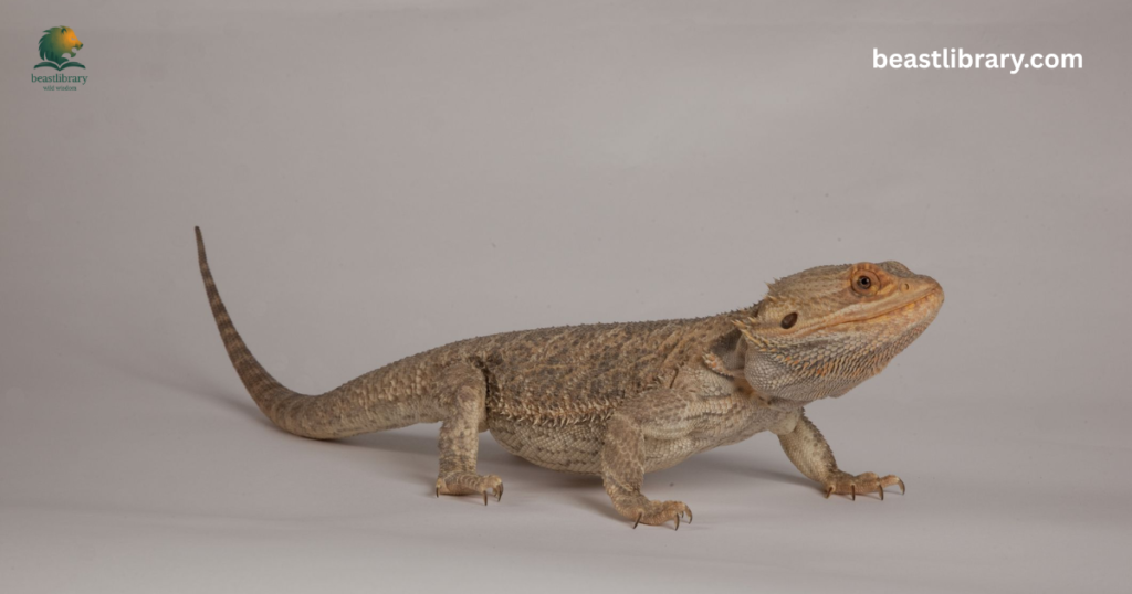 common bearded dragon- flat tailed reptile