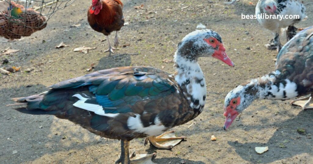 Common Muscovy Duck