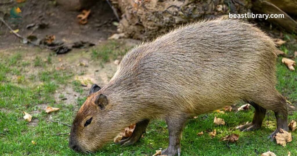Capybara