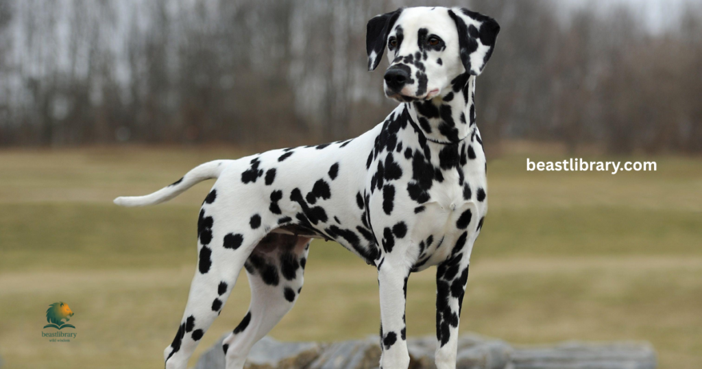 Dalmatian