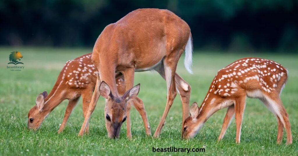 deer - hooved animals