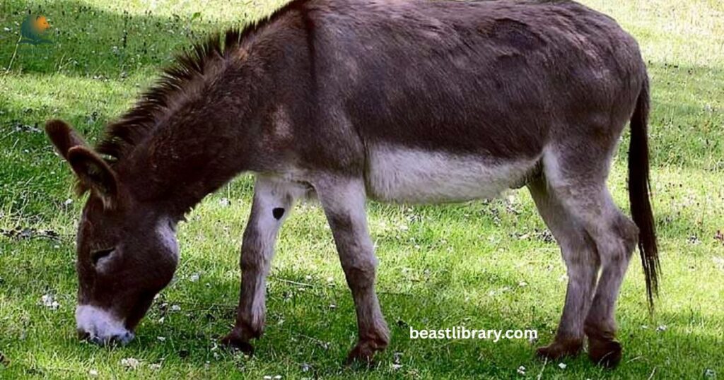 Donkey - hoofed animal