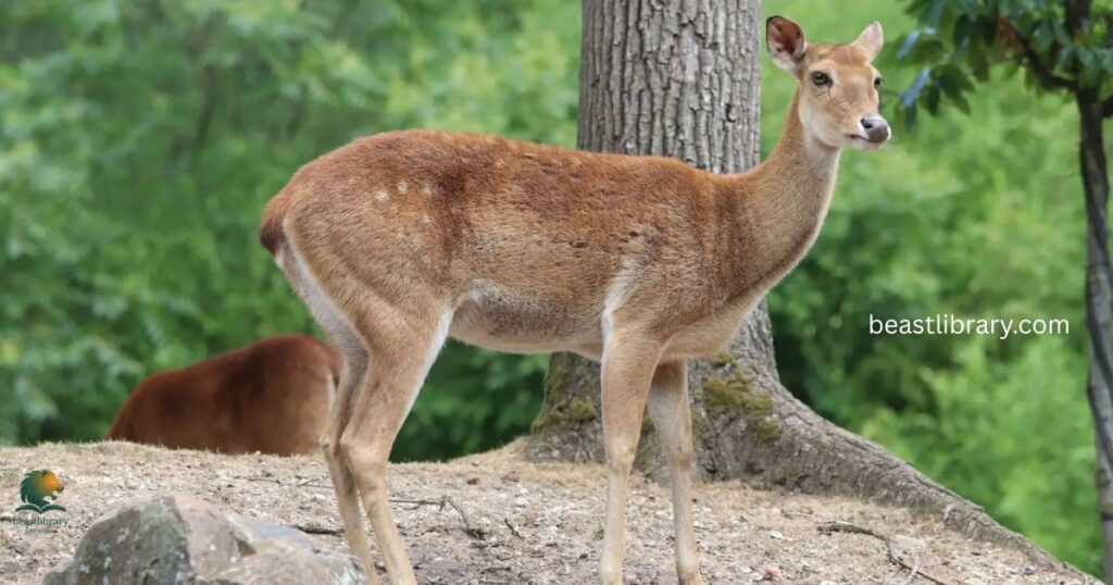 Eld’s Deer