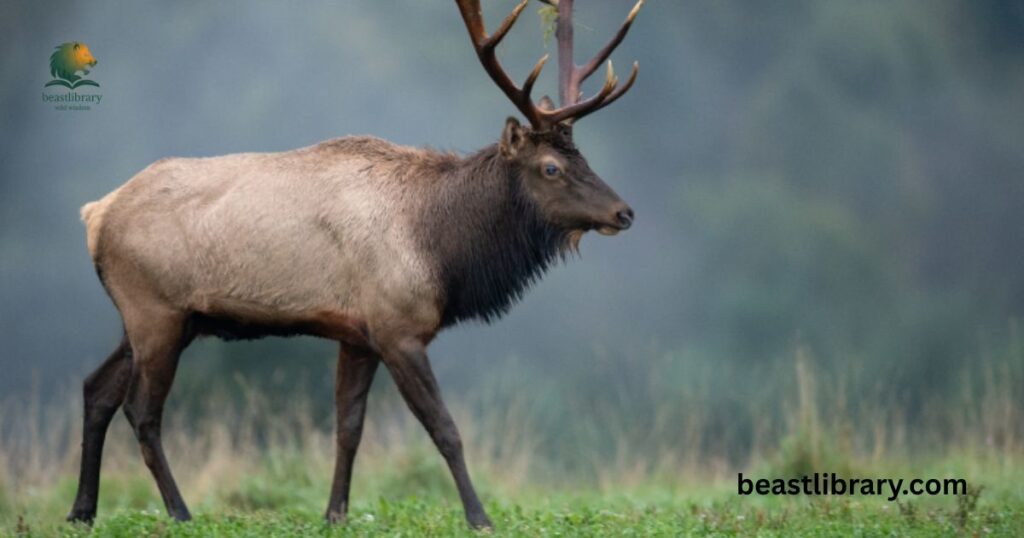 Alk - animal with hooves