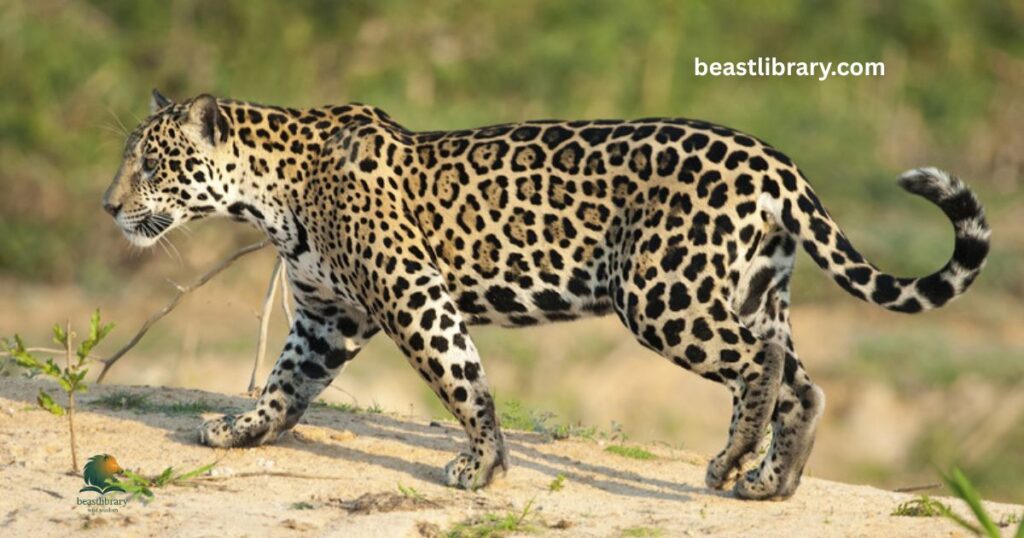 Jaguar