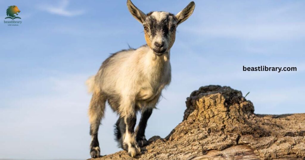 goat - hooved animal