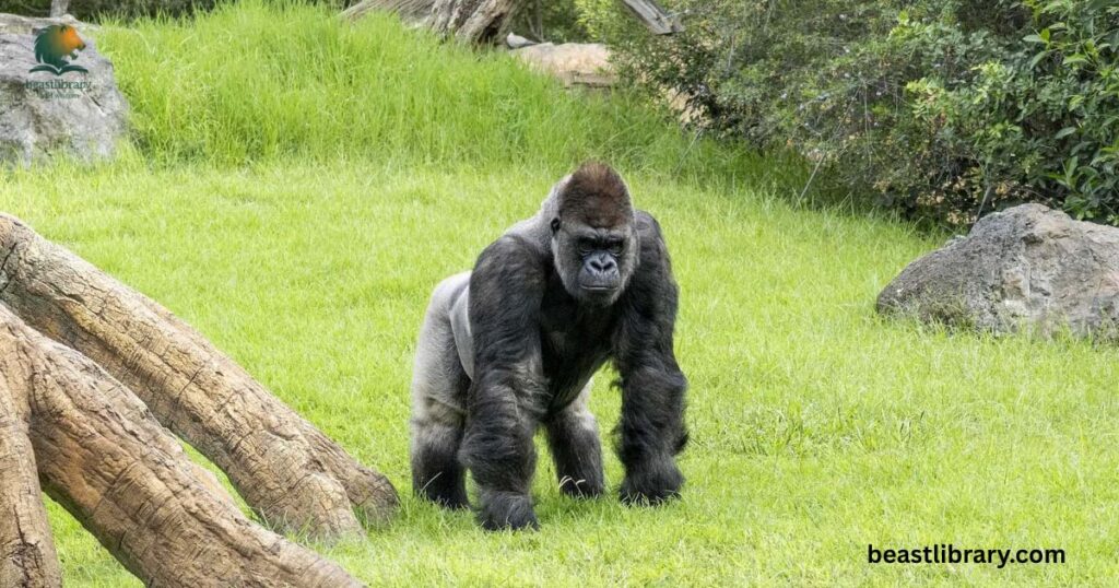 Gorilla-  animals without tail