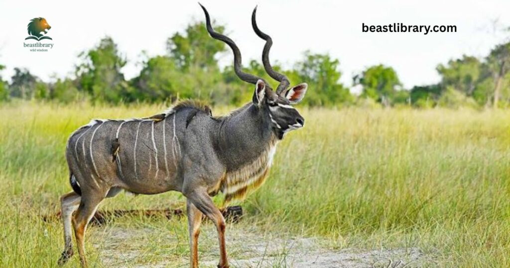 Greater Kudu