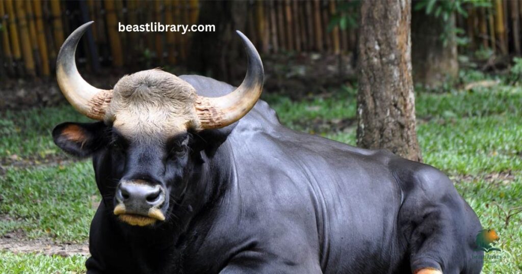 Gaur