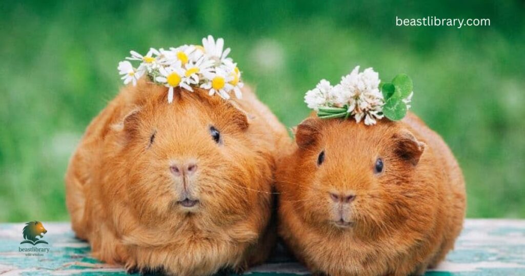 Guinea Pig