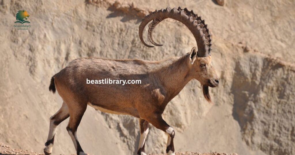 Ibex