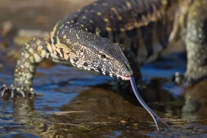 Nile monitor lizard