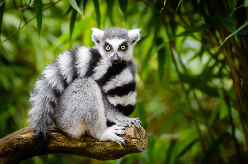 Ring tail lemur with bushy tail