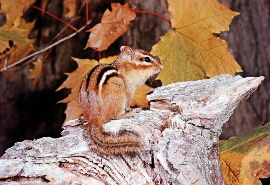 Eastern chipmunk with bushy tail
