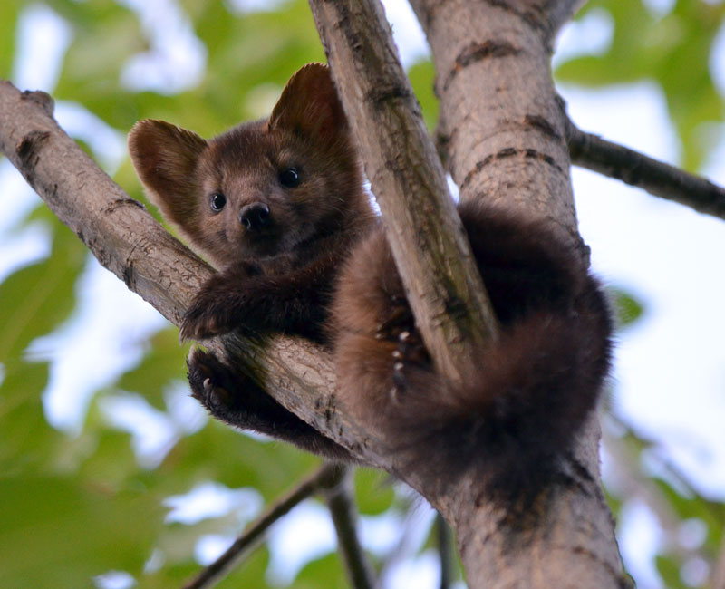 Sable with bushy tail