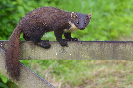 Beech marten with bushy tail