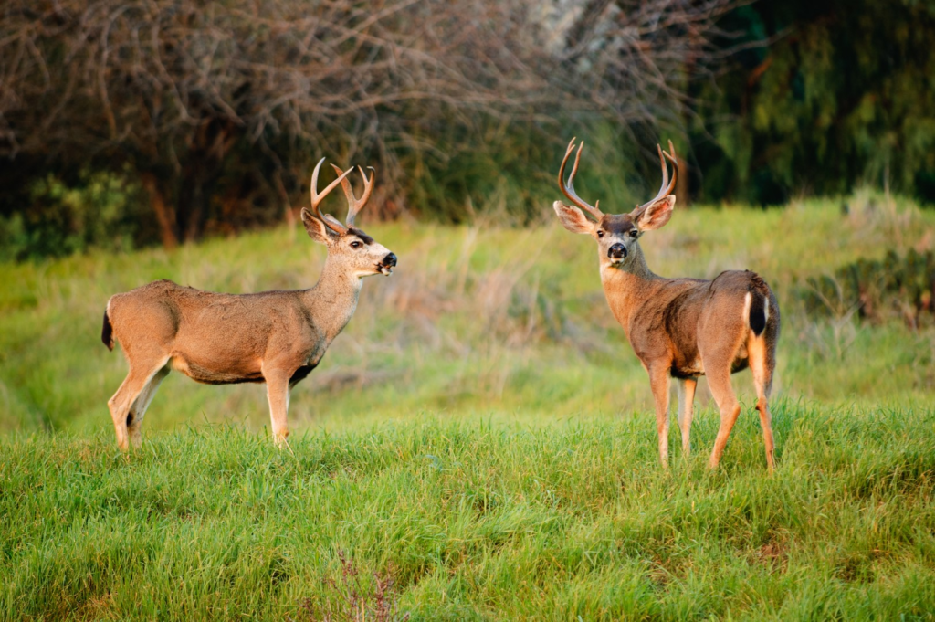Black tailed deer with bushy tail