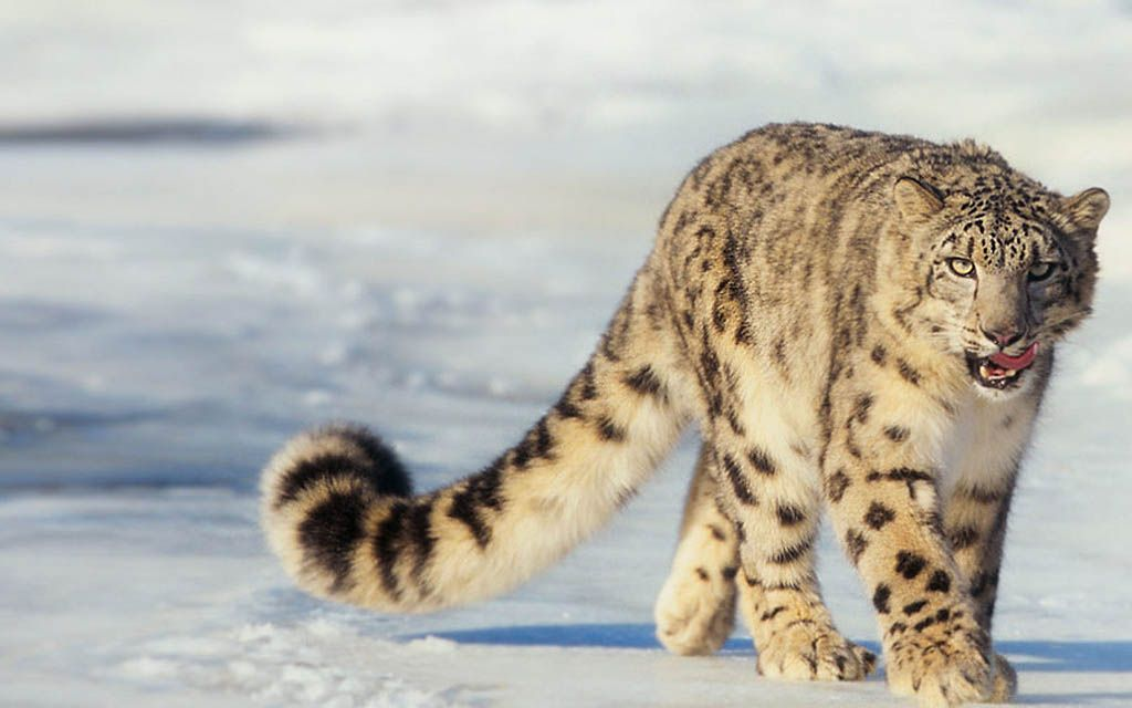 Snow leopard with bushy tail