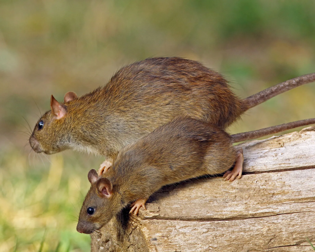 Bushy-tailed woodrat with bushy tail