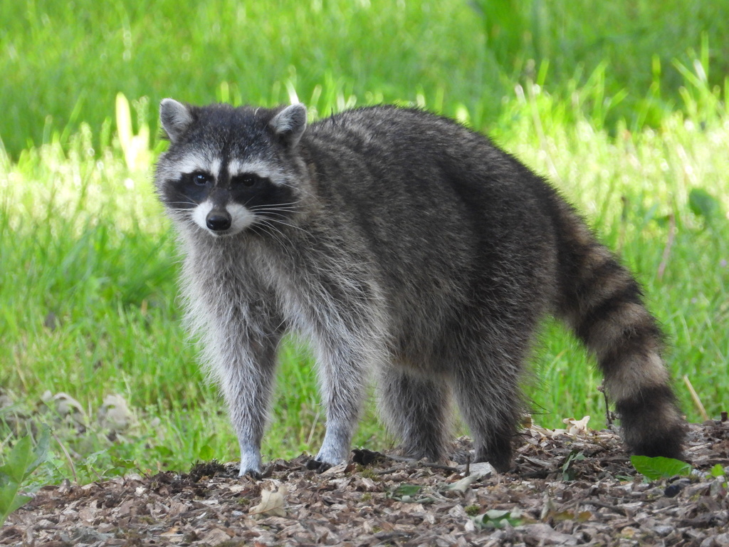 Common raccoon with bushy tail