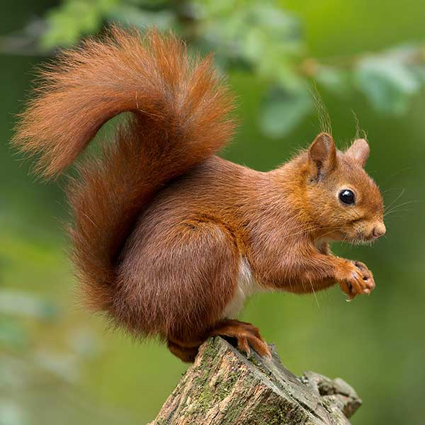 Fox squirrel with bushy tail