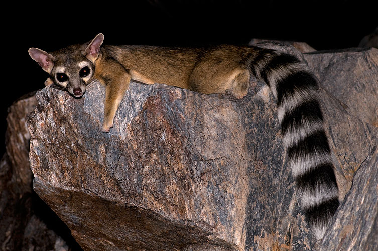 Ring tail cat with bushy tail