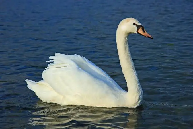 Swans