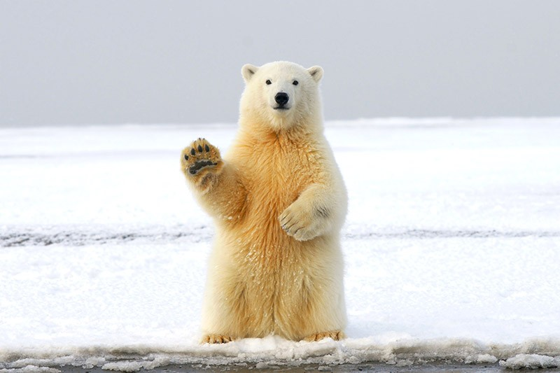 Polar bear with thick fur