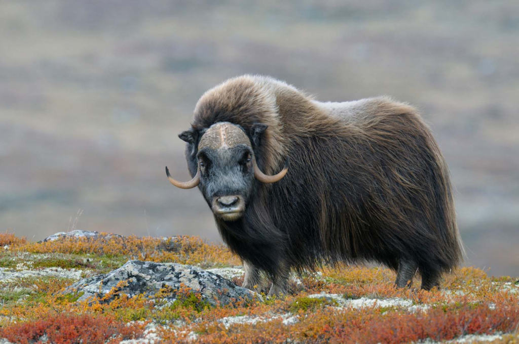 Muskox with thick fur