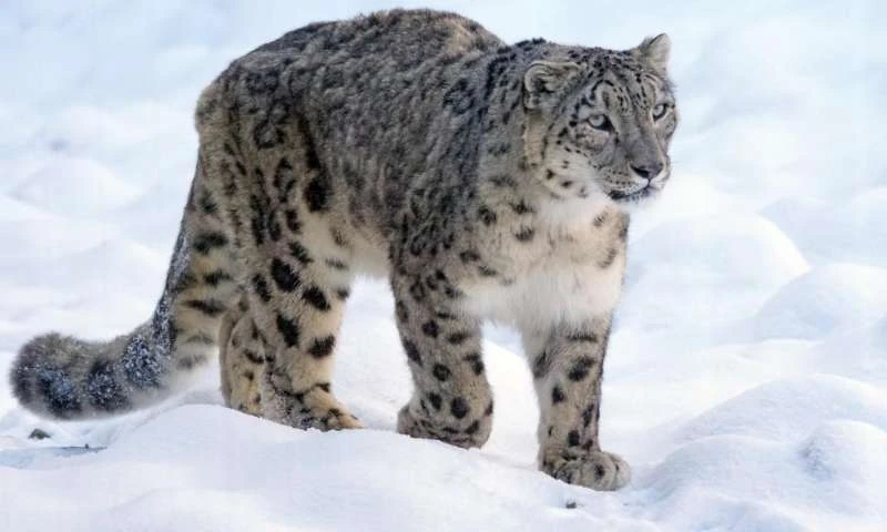 Snow Leopard with thick fur