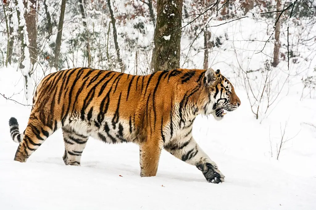 Siberian Tiger with thick fur