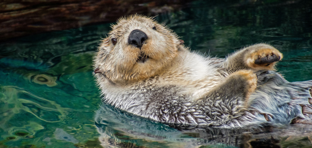 Sea Otter with thick fur- Animals With Thick Fur